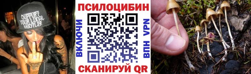 купить закладку  Зеленогорск  Псилоцибиновые грибы Psilocybine cubensis 